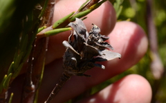 Leucadendron corymbosum