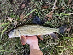 Moxostoma erythrurum