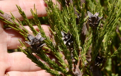 Leucadendron corymbosum