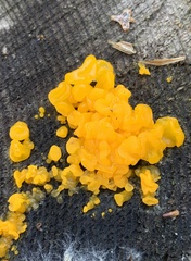 Dacrymyces chrysospermus