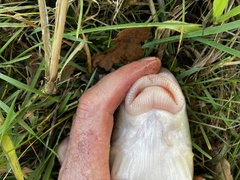 Moxostoma erythrurum