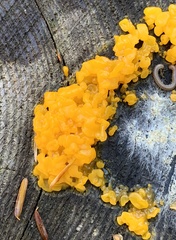 Dacrymyces chrysospermus