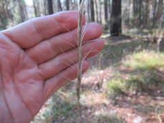 Elymus gmelinii