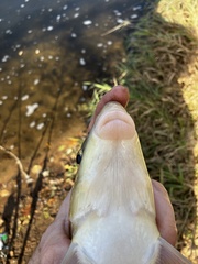 Moxostoma macrolepidotum