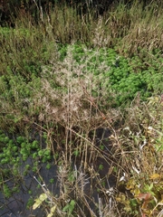 Alisma plantago-aquatica