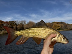 Moxostoma macrolepidotum