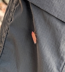 Gyponana gladia