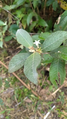 Image of Sabicea cinerea by (c) Guillaume Delaitre, some rights reserved (CC BY)