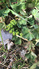 Alchemilla vulgaris