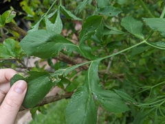 Apioideae