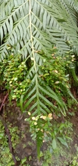 Woodwardia prolifera