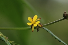 Triumfetta rhomboidea