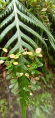 Woodwardia prolifera