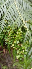 Woodwardia prolifera