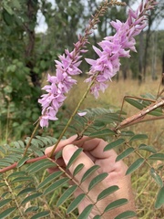 Indigofera pratensis