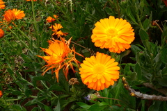 Calendula officinalis