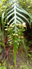 Woodwardia prolifera