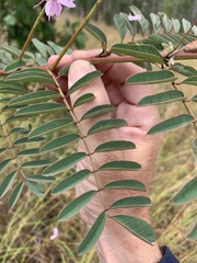 Indigofera pratensis