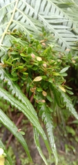 Woodwardia prolifera