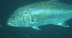 Caranx ignobilis