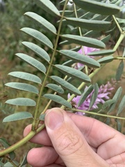 Indigofera pratensis