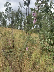Indigofera pratensis