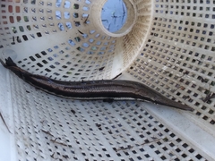 Lepisosteus platyrhincus
