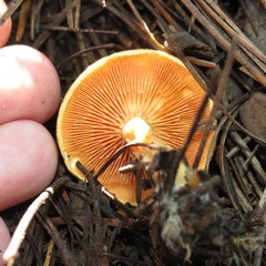 Hygrophoropsis aurantiaca image