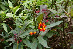 Asclepias curassavica