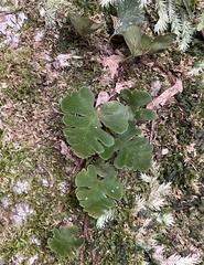 Davallia repens
