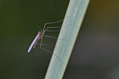 Trichocera