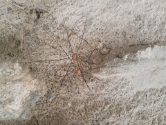 Leiobunum limbatum
