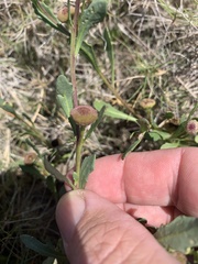 Sphaeromorphaea major