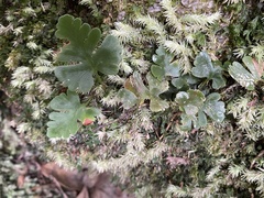Davallia repens