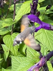 Macroglossum stellatarum