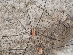 Leiobunum limbatum