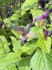 Macroglossum stellatarum
