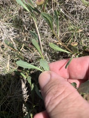 Sphaeromorphaea major