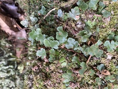 Davallia repens