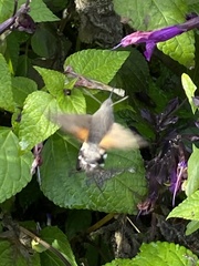 Macroglossum stellatarum