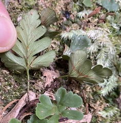 Davallia repens