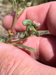 Sphaeromorphaea major