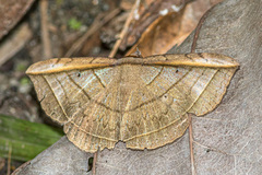 Entomogramma fautrix