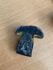 Cyanoboletus pulverulentus