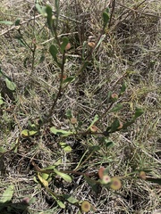 Sphaeromorphaea major