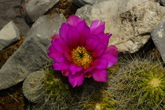 Echinocereus zapalinamensis