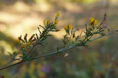 Medicago falcata