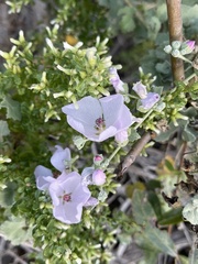 Malacothamnus fasciculatus