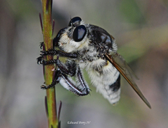 Mallophora bomboides