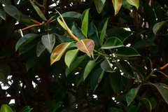 Ficus elastica